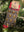 99s (Ice Cream) Socks - Organic Cotton Socks
